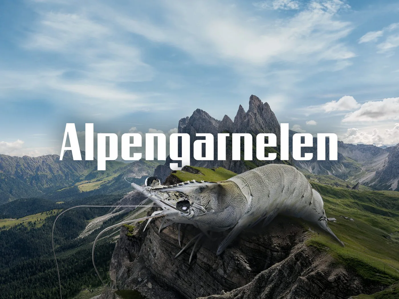 Garnelen von Alpenaquafarm Tirol, verkauft über den Onlineshop Alpengarnelen.at